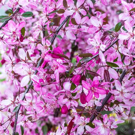 Malus Royal Beauty Purple Weeping Crab Apple Tree Free Delivery