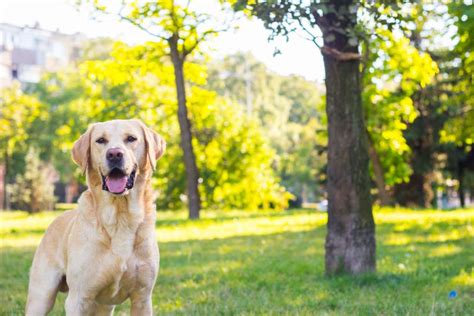 How Long Do Labradors Live Bark Post