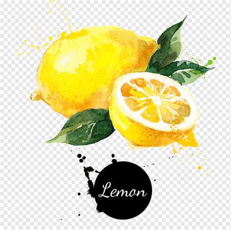 Lemon Drawing Watercolor Painting Fruit Food Citric Acid Citrus