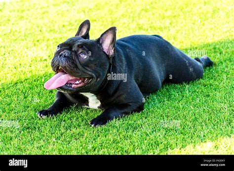A Small Young Beautiful Black French Bulldog Sitting On The Lawn