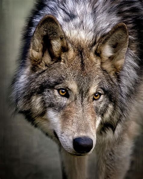 Pin On Wolf Loup