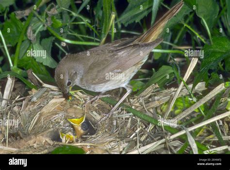 Nightingale Luscinia Megarhynchos Adult At Nest With Chicks Stock
