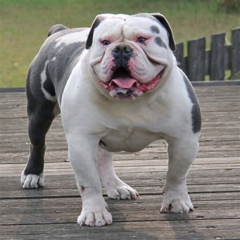 Old english bulldogs sind absolute die welpen dürfen frühestens mit der achten lebenswoche abgegeben werden. Old English Bulldog Welpen