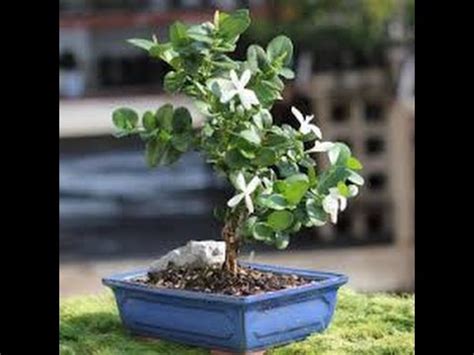 Hardy for coastal wind, full sun. natal plum bonsai tree care - YouTube