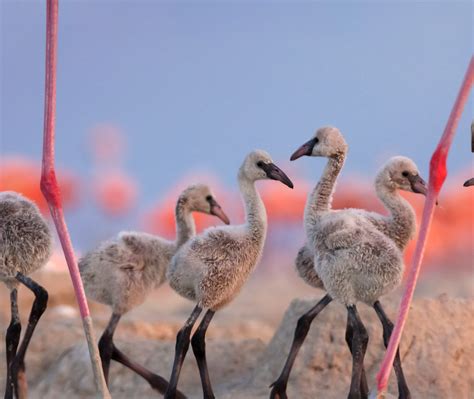 Flamingo Cousins Bing Wallpaper Download