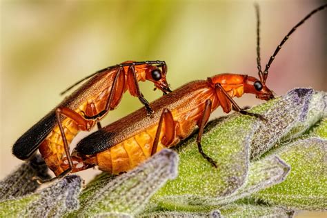 Mating Beetles By Dalantech On Deviantart