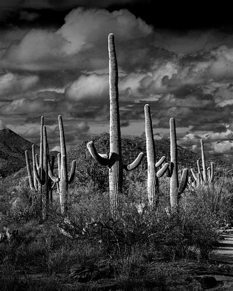 Vertical Black And White Saguaro Cactuses In Saguaro National Park By