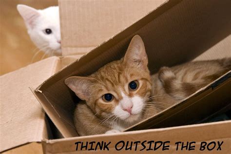 Funny Cats In A Box