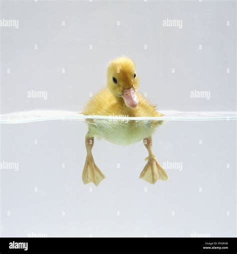 Duck Swimming Underwater View Hi Res Stock Photography And Images Alamy