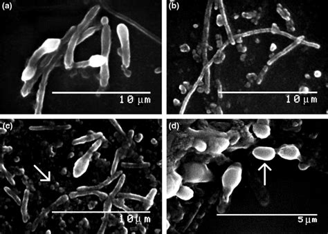 Morphological And Phenotypical Characterization Of Bacillus
