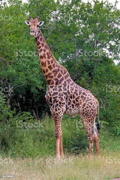 portrait single giraffe standing in front of green trees at stock image everypixel