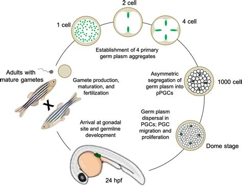 Frontiers Primordial Germ Cell Specification In Vertebrate Embryos