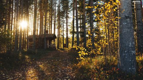 Viewes Forest Autumn Trees House Great Sunsets Rays Of The Sun