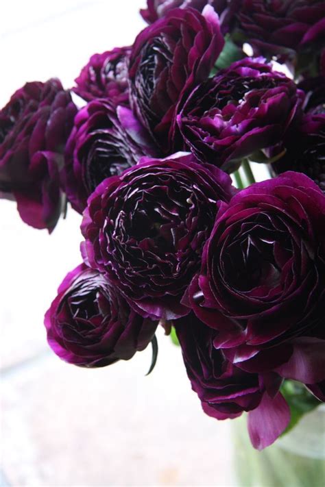 purple peonies are beyond gorgeous dark purple wedding flowers beautiful flowers
