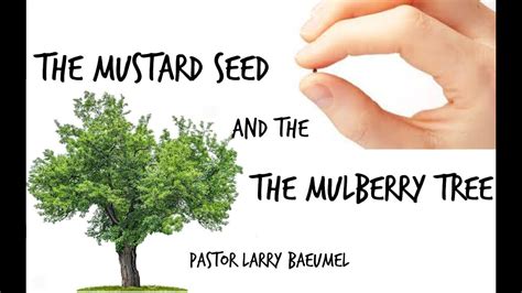 The Mustard Seed And The Mulberry Tree Youtube