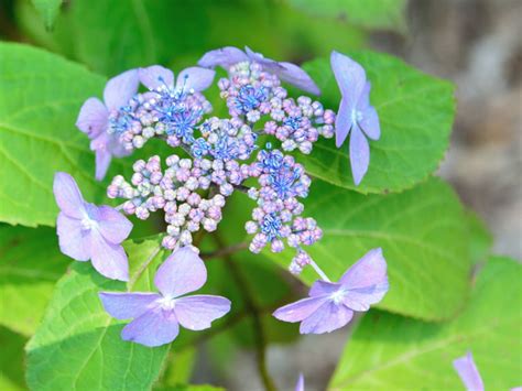 Typically, hydrangeas do not need to be pruned though. How to grow and prune hydrangeas - Saga