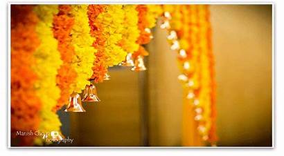 Flower Indian Marigold Perfect Flowers Haldi Ceremony