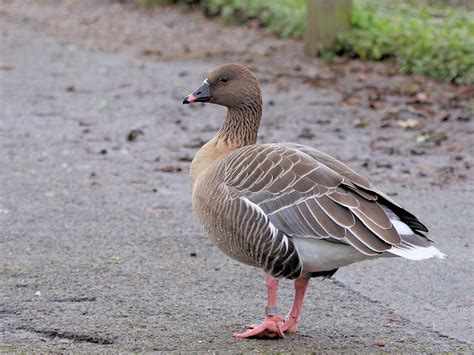 Identify Pink Footed Goose Wwt Slimbridge