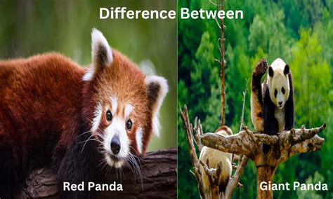 Difference Between Red Panda And Giant Panda