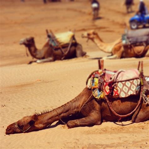 All camels love hump day, and so do most american workers. Happy hump day! Relax, like a camel on the beach in Essaou ...