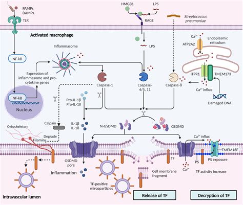 Frontiers Role Of Pyroptosis In Hemostasis Activation In Sepsis