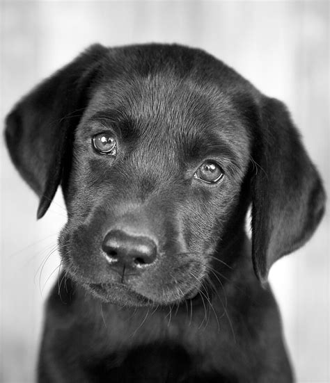 Tổng Hợp ảnh Chó đen Cute Và đủ Sự đáng Yêu
