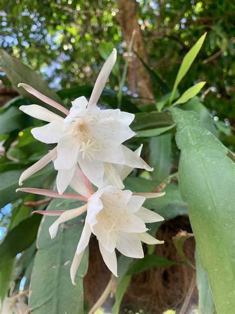 Dama De La Noche Epiphyllum Oxypetalum Orchid Cactus Rooted Etsy