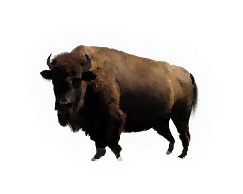 Real Bison Png Image Png All