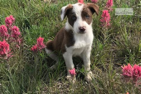 Find the perfect border collie puppy for sale at next day pets. Layla: Border Collie puppy for sale near Dallas / Fort ...