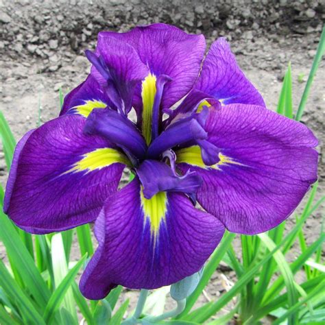 Allium Ampeloprasum Japanese Iris Easy To Grow Bulbs Iris Bulbs For