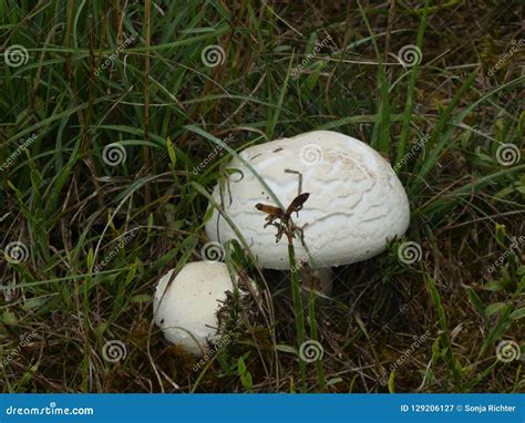 White Champignon Mushroom In The Meadow Stock Image Image Of Grow