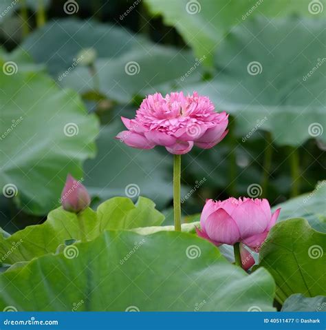 Charming Lotus Bloom In Pond Stock Image Image Of Lotiform Dark