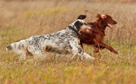 Get To Know The English Setter Energetic Enchanting And Endangered