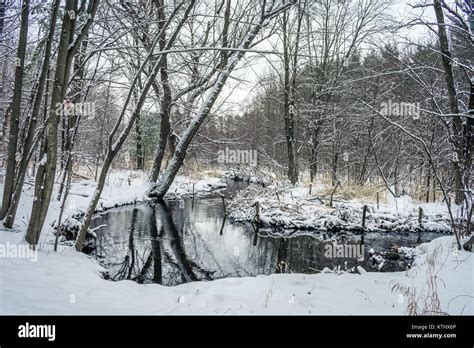 Snowy Winter Woods Stock Photo Alamy