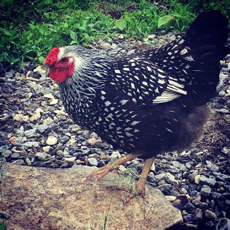 The Wyandotte Chicken Breed A Review New Life On A Homestead