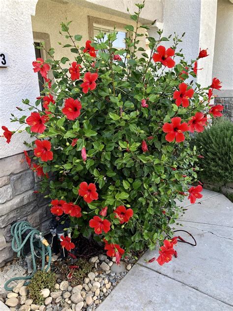 My Moms Hibiscus Plant 😳 Rgardening