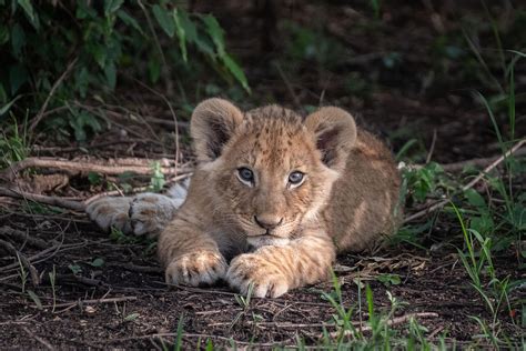 Add This To Your Bucket List The New Big Five — Kathy Karn Photography