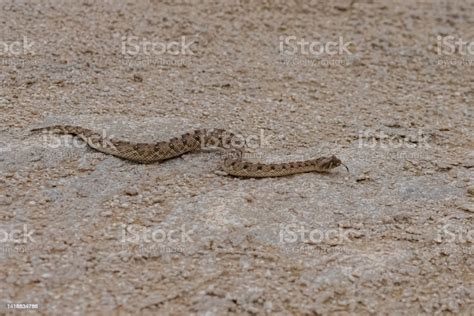 Saharan Horned Viper Cerastes Cerastes Snake Stock Photo Download