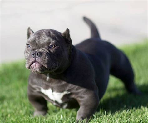 American bully pit bull puppies such as the one shown above are rapidly growing in popularity. American Bully Dog Breed Information, Images ...