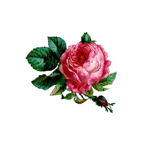 Pink Rose Vintage Antique Watercolor Flower Bouquet With Leaf 11767200 Png