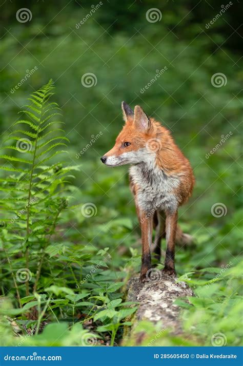 Red Fox Standing On A Fallen Tree In A Forest Stock Photo Image Of Behavior Fallen