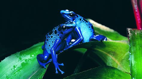 Blue Frog Pair The Love Of Love 1920 X 1080 Rwallpaper