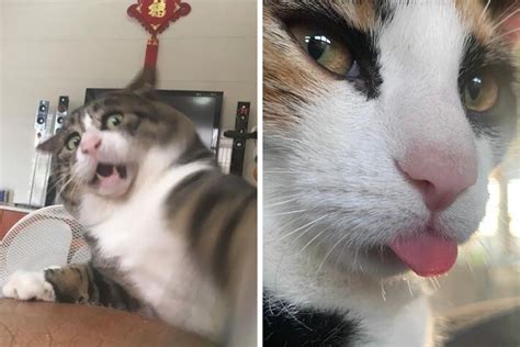 50 Times Felines Pulled A Funny Cat Face Bored Panda