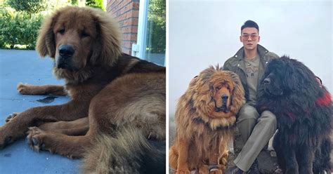 15 Facts About Tibetan Mastiffs Which Will Fascinate You To Have One