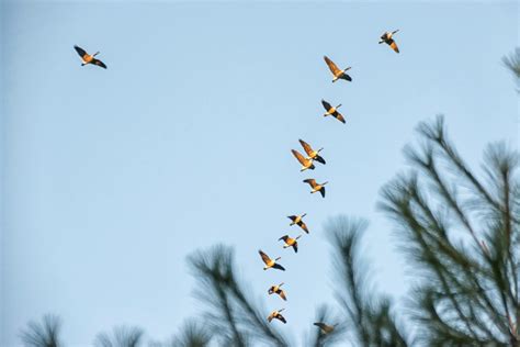 Free Images Branch Winter Wing Flock Flight Season Canada