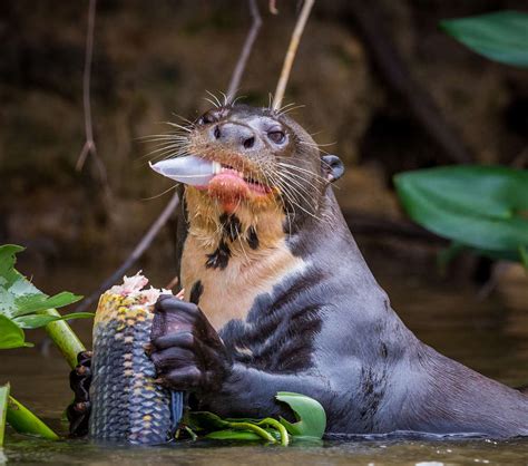 Our goal is to ensure you are always happy by providing you unique products you don't find in stores. Otters Are Not Cute, They Are Sick Depraved Jerks | IFLScience