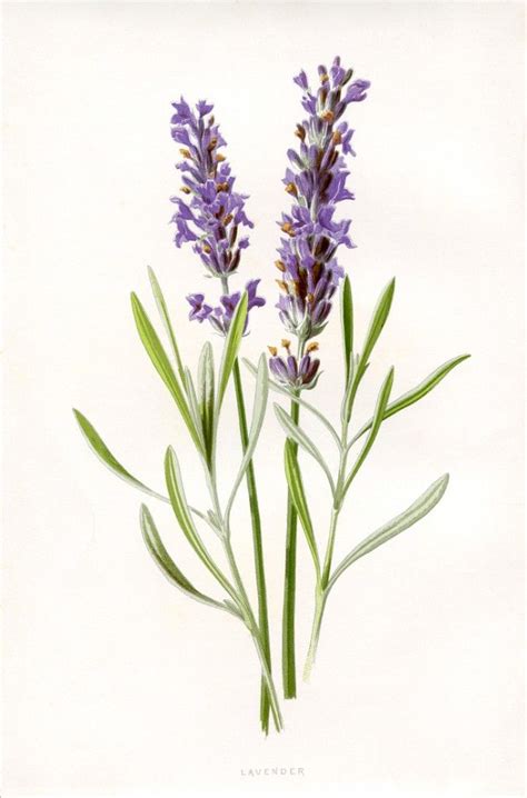 7 Lavender Flower Clip Art Flores Botânicas Ilustração Botânica