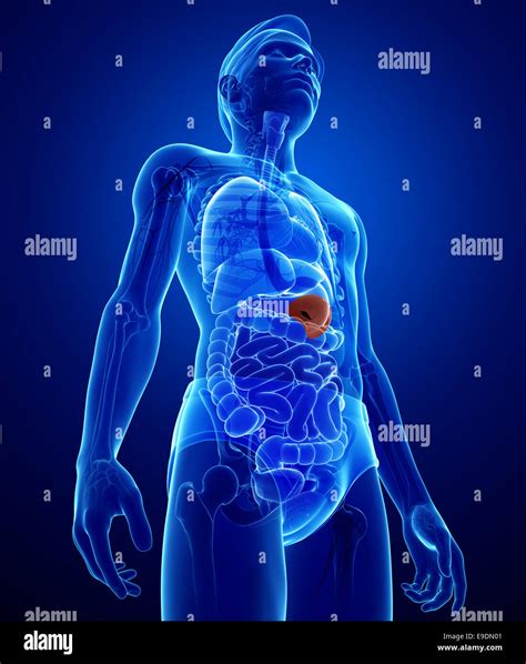 Illustration Of Male Spleen Anatomy Stock Photo Alamy