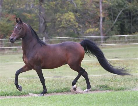 Morgan Horse Breed Info And Facts