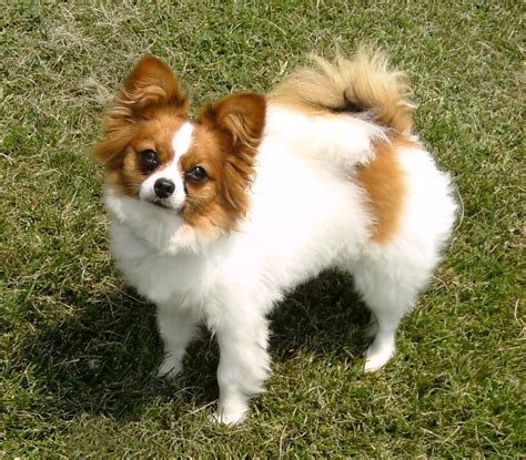 Papillon Dog Breed Cutest And Smartest T For Everyone”